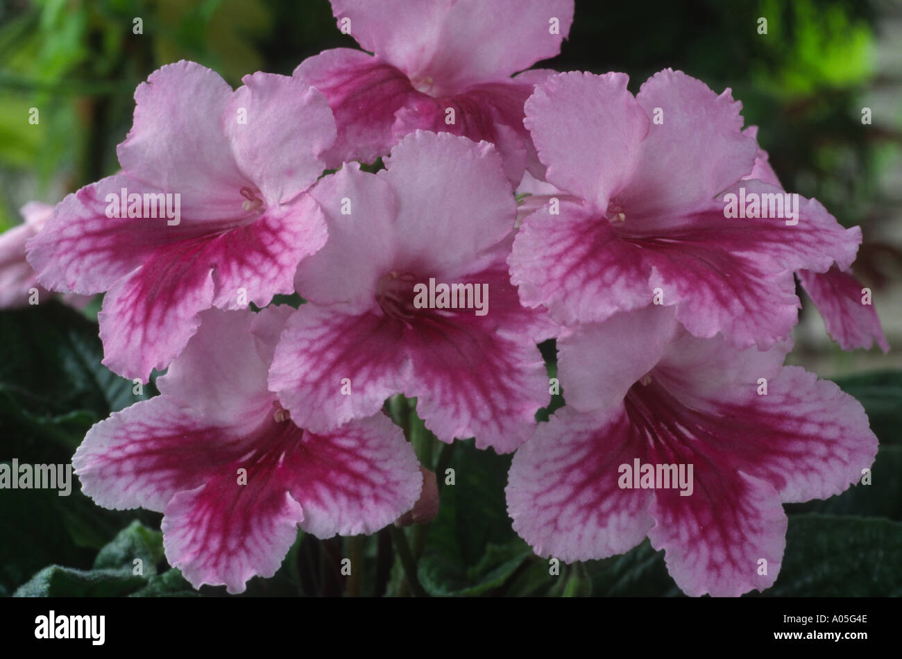 Streptocarpus 'Something Special'. Cape primrose. Stock Photo