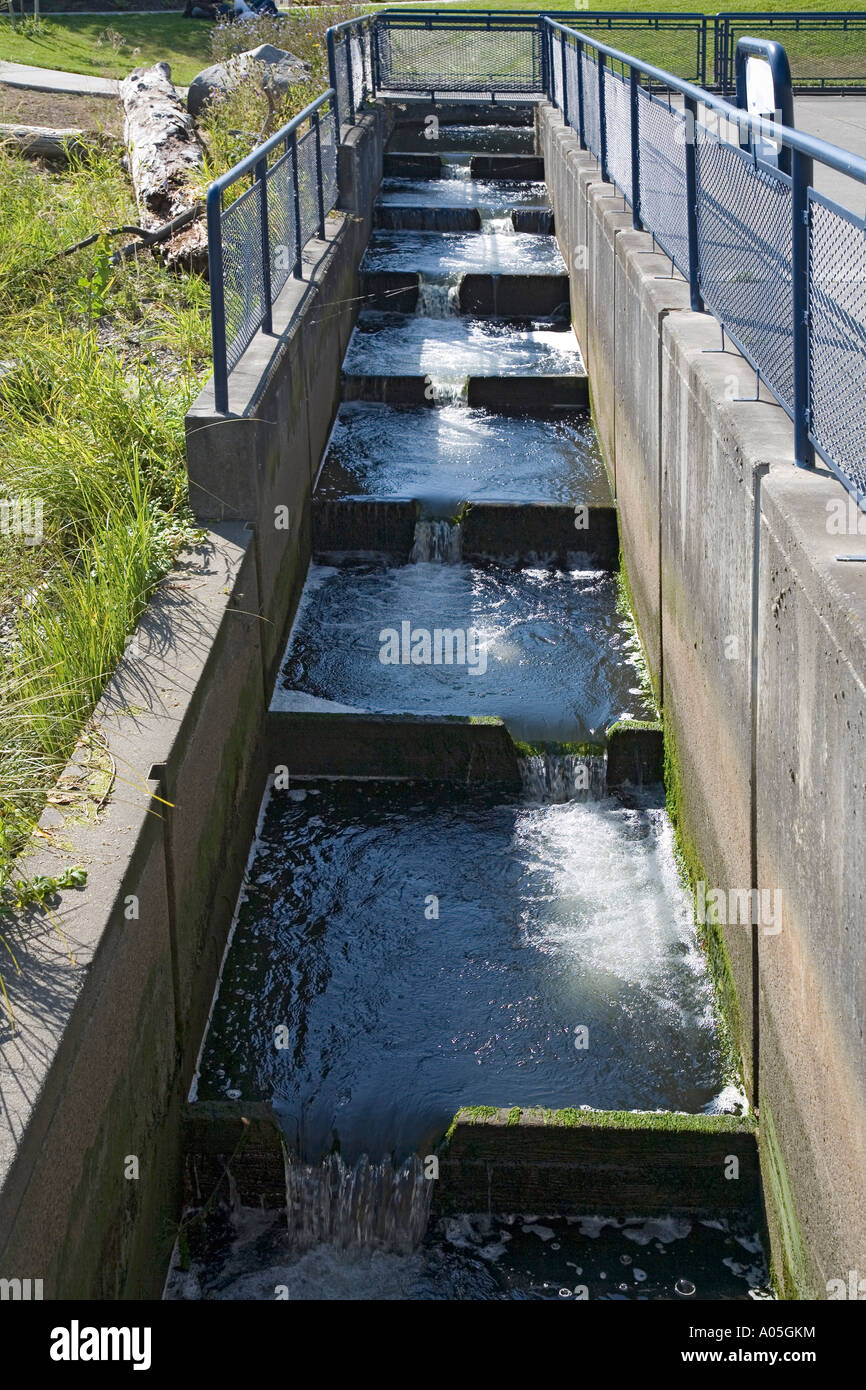 Salmon ladder at Creek hatchery Bellingham Washington state USA