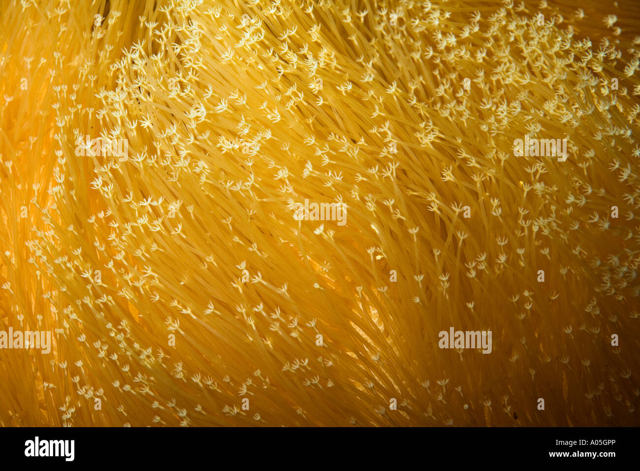 Extended feeding autozoid polyps on Sarcophyton spp leather soft coral often kept in home aquaria Stock Photo