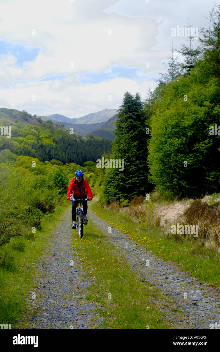 dyfi forest mtb