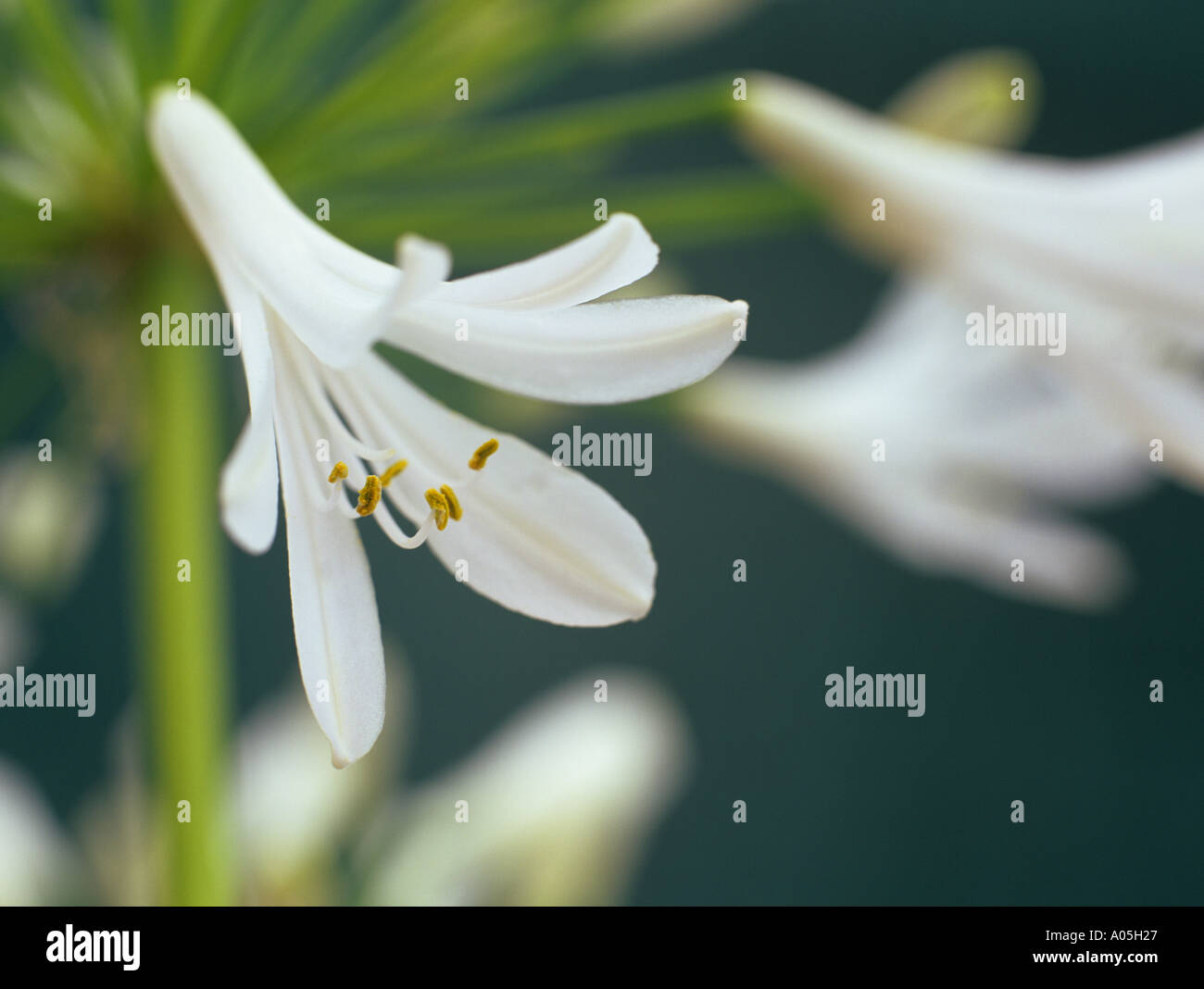 White African Lily Agapanthus africanus selectively focused on a white flower in close up on a dark background Britain Stock Photo