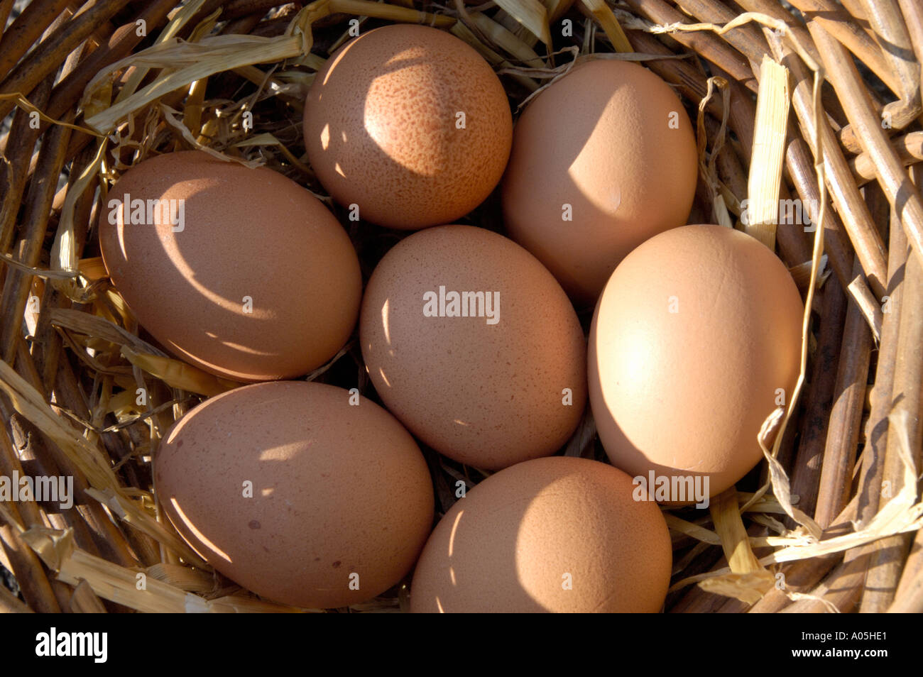 Put Putting all ones your eggs in the same basket Stock Photo