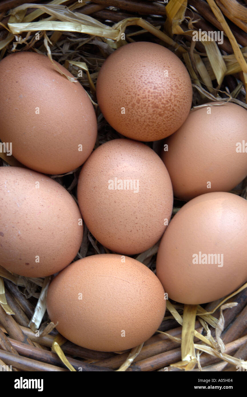Put Putting all ones your eggs in the same basket Stock Photo