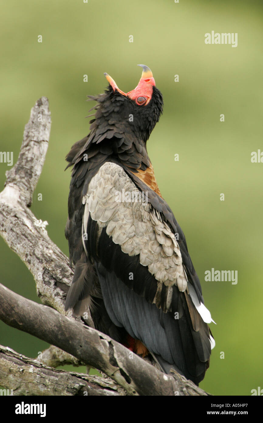 Bateleur Eagle with beak open Kruger Park, South Africa. Terathopius ecaudatus Stock Photo