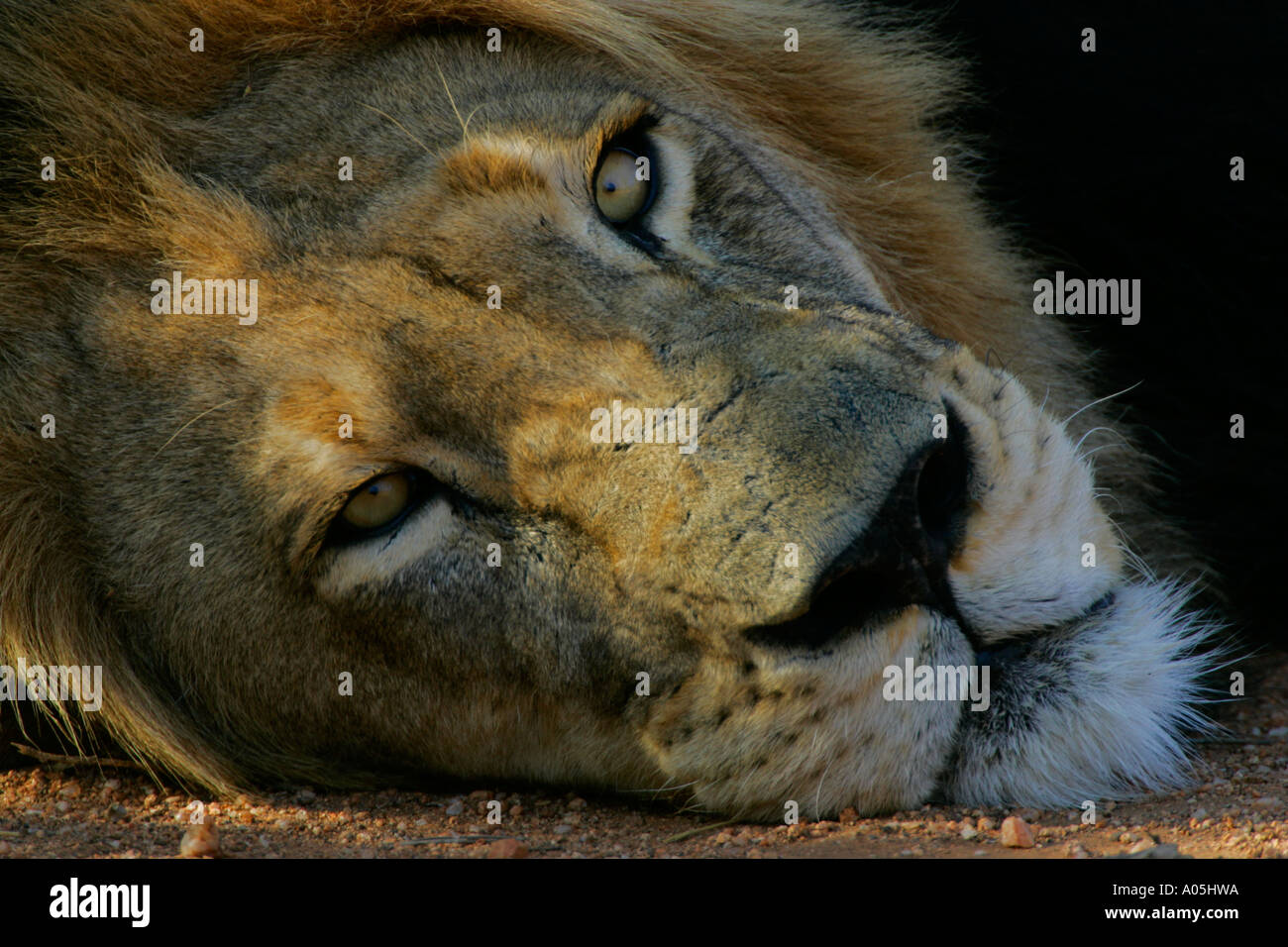 Male African Lion. Panthera leo Portrait, Kruger Park, South Africa Stock Photo