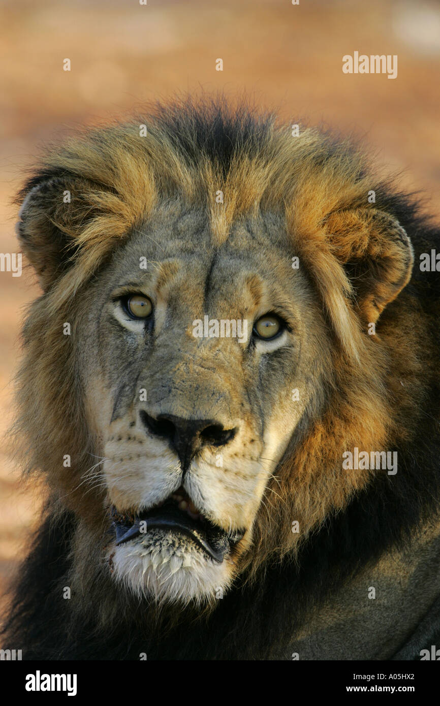 Male south african lion hi-res stock photography and images - Alamy