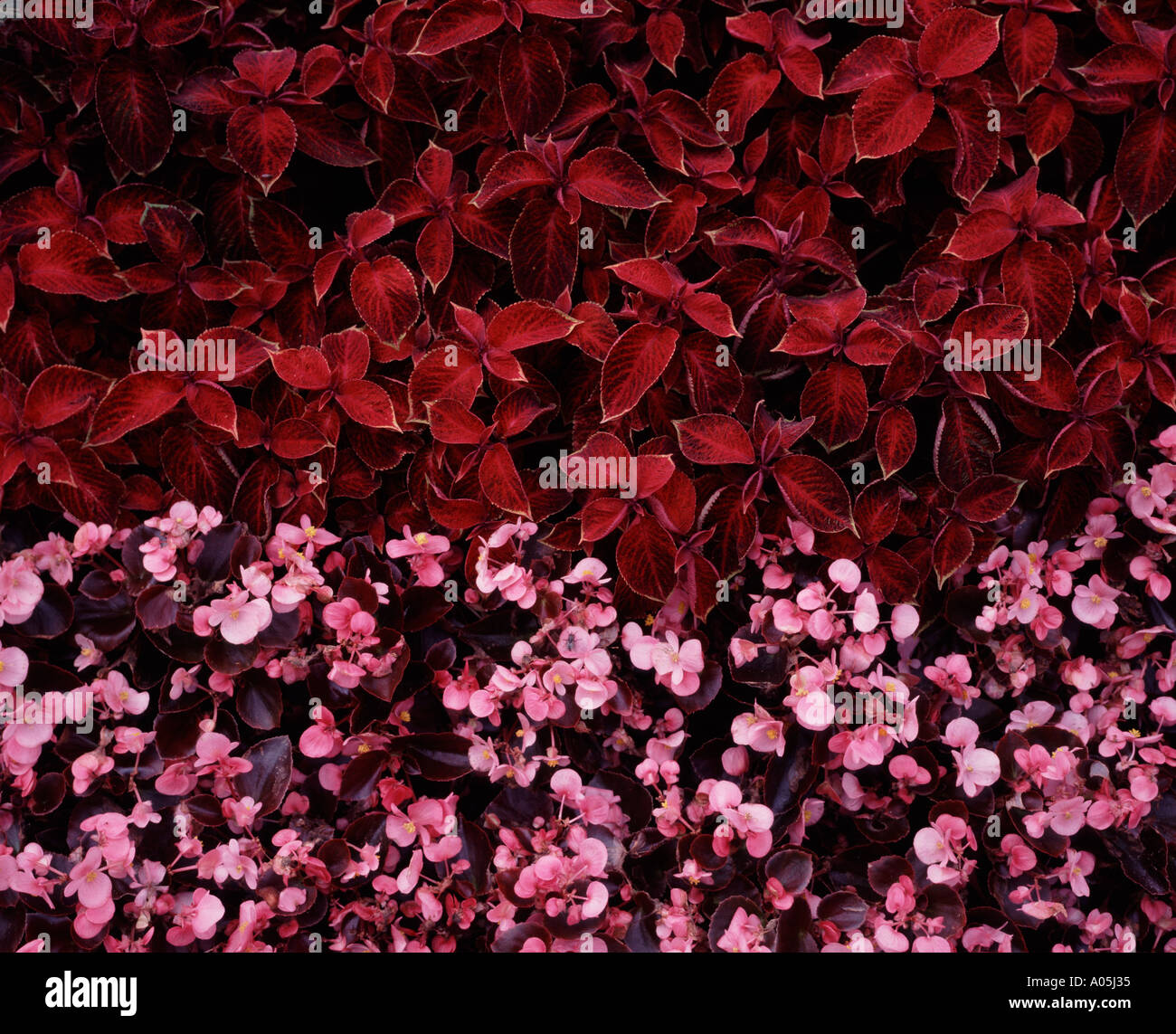 Pink begonias and red Coleus foliage plants in a flower bed, Sydney Gardens, Bath UK Stock Photo