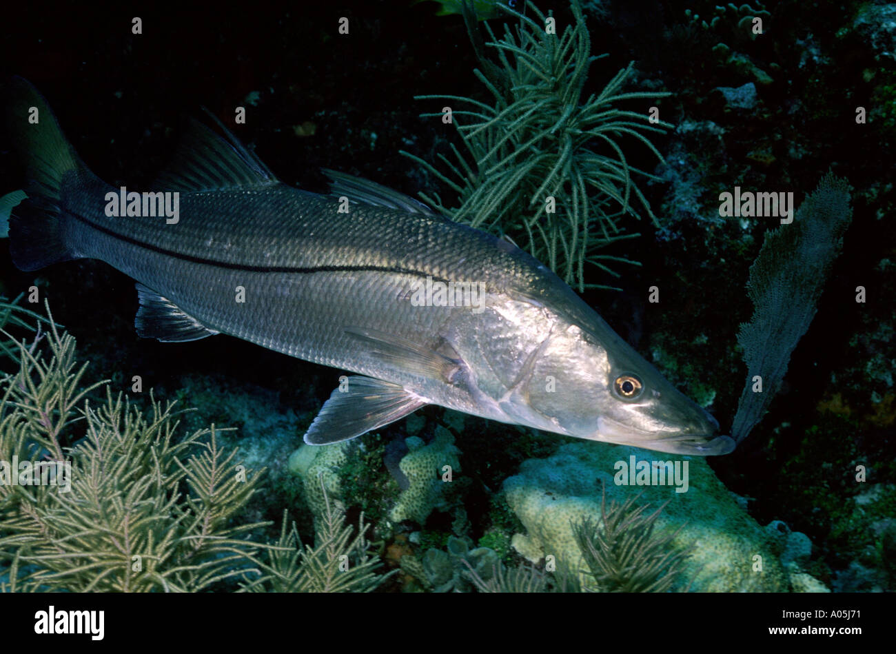 Snook underwater hi-res stock photography and images - Alamy