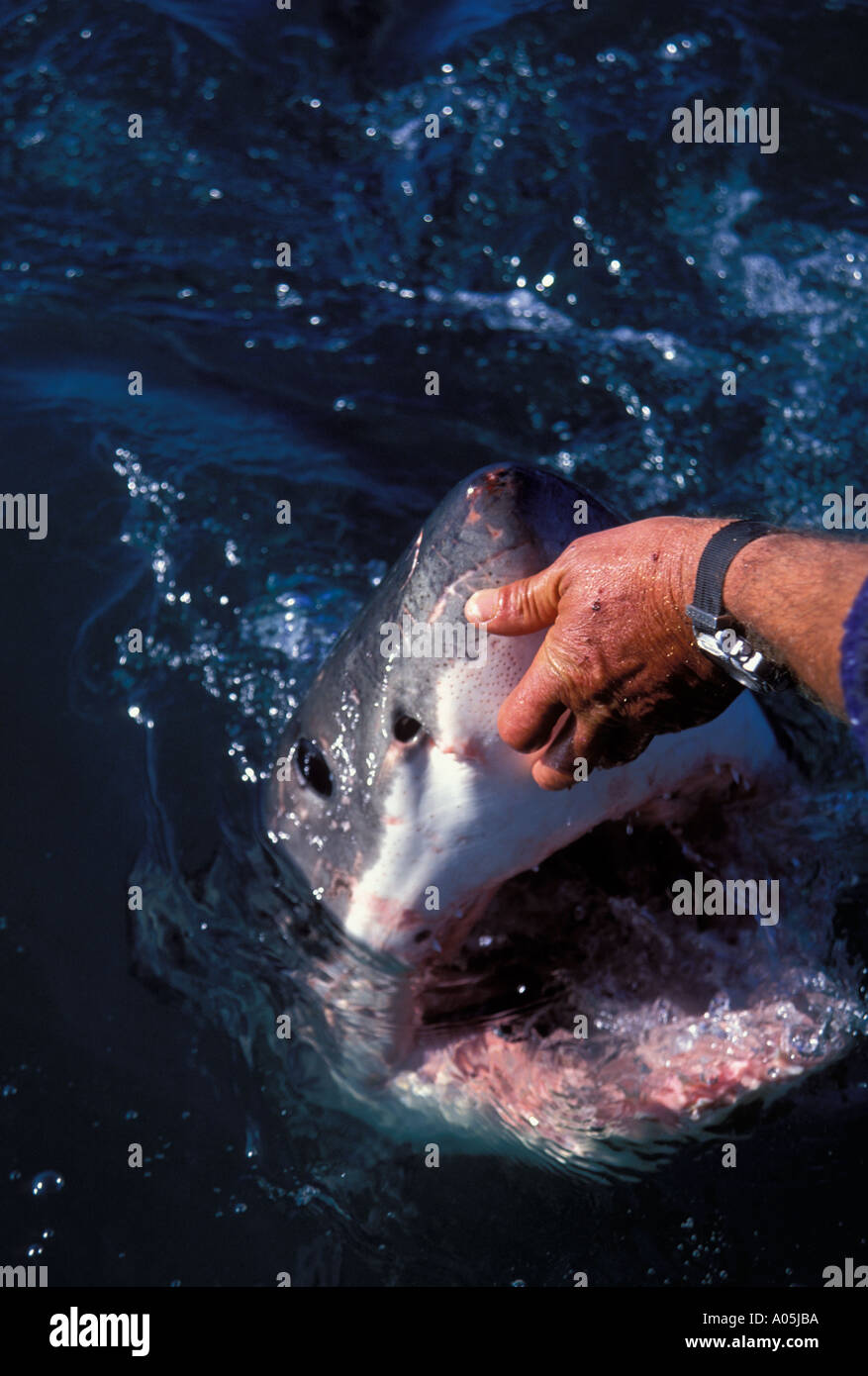 ANDRE HARTMAN SHARK WRANGLER PREPARES TO TOUCH THE NOSE OF A GREAT WHITE SHARK CARCHARODON CARCHARIAS GANSBAAI SOUTH AFRICA Stock Photo - Alamy ANDRE HARTMAN SHARK WRANGLER PREPARES TO TOUCH THE NOSE OF A GREAT WHITE SHARK CARCHARODON CARCHARIAS GANSBAAI SOUTH AFRICA Stock Photo - Alamy