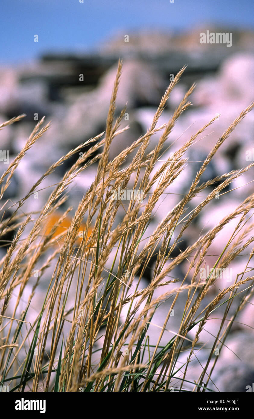 Wavey Sea Reeds Reed sea hi-res stock photography and images - Alamy