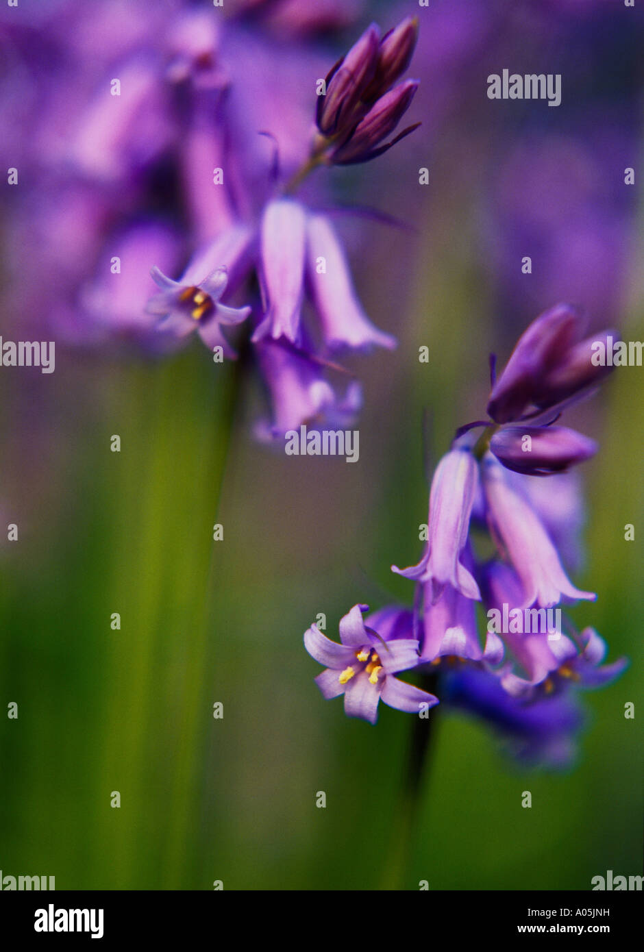 A group of Bluebell plants. Stock Photo