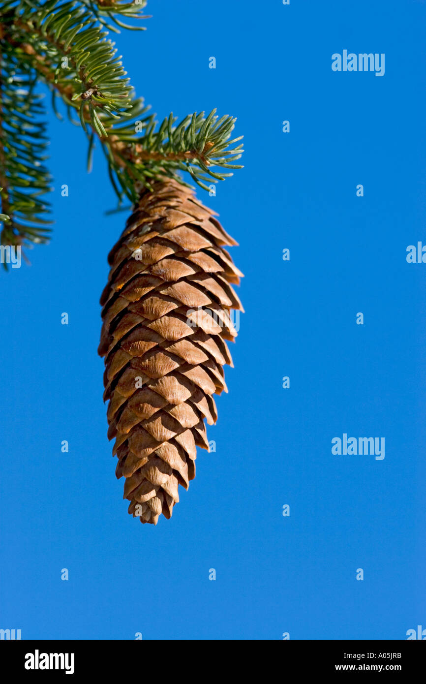 Spruce picea abies cone hanging hi-res stock photography and images - Alamy