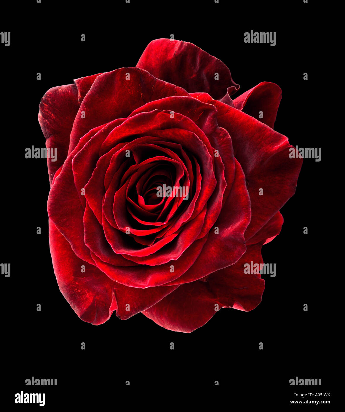A single Red Velvet Rose on a Black background Stock Photo