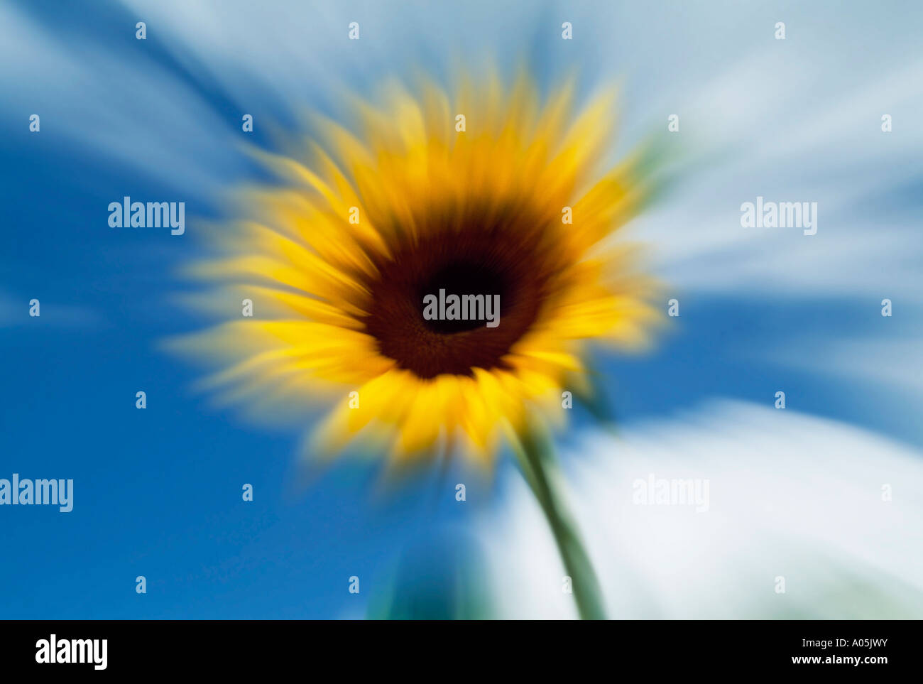 Zoomed sunflower sky hires stock photography and images Alamy