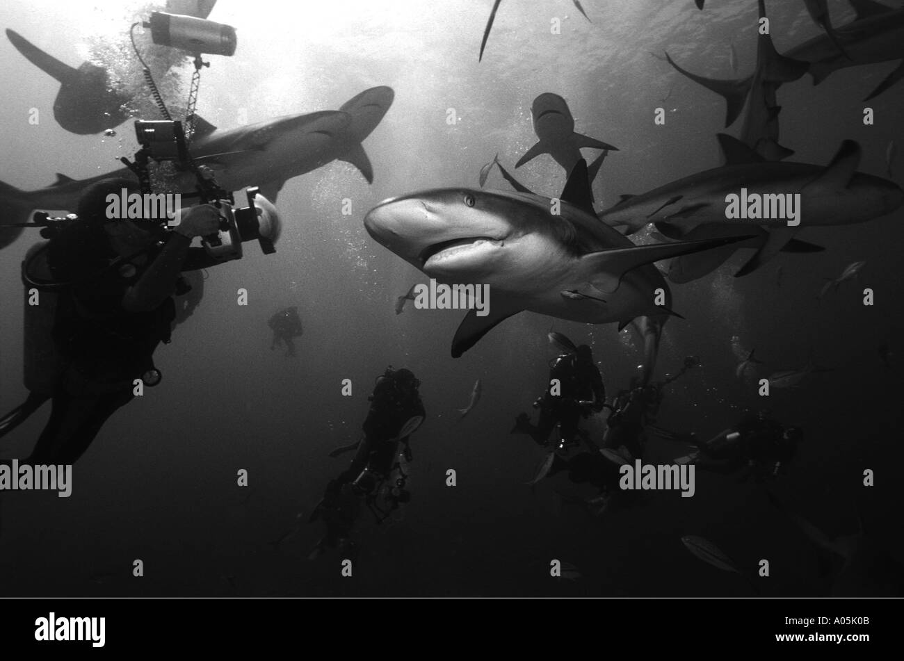 BLACK AND WHITE PORTRAIT OF REEF SHARKS CARCHARHINUS PEREZI AND UNDERWATER PHOTOGRAPHER BAHAMAS Stock Photo