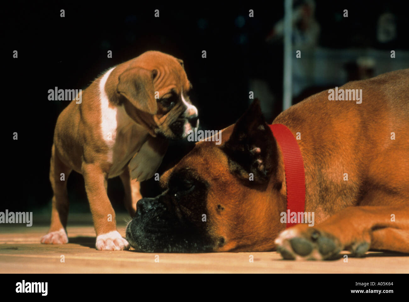 Large male Boxer dog laying down while his son a puppy looks at him Stock Photo
