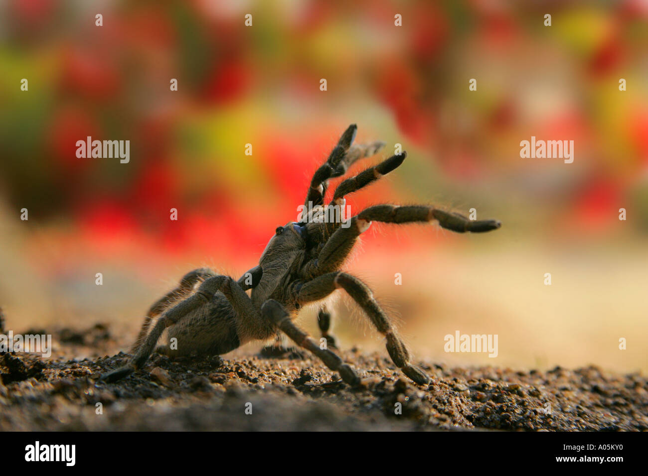 Horned Baboon Spider, South Africa Stock Photo