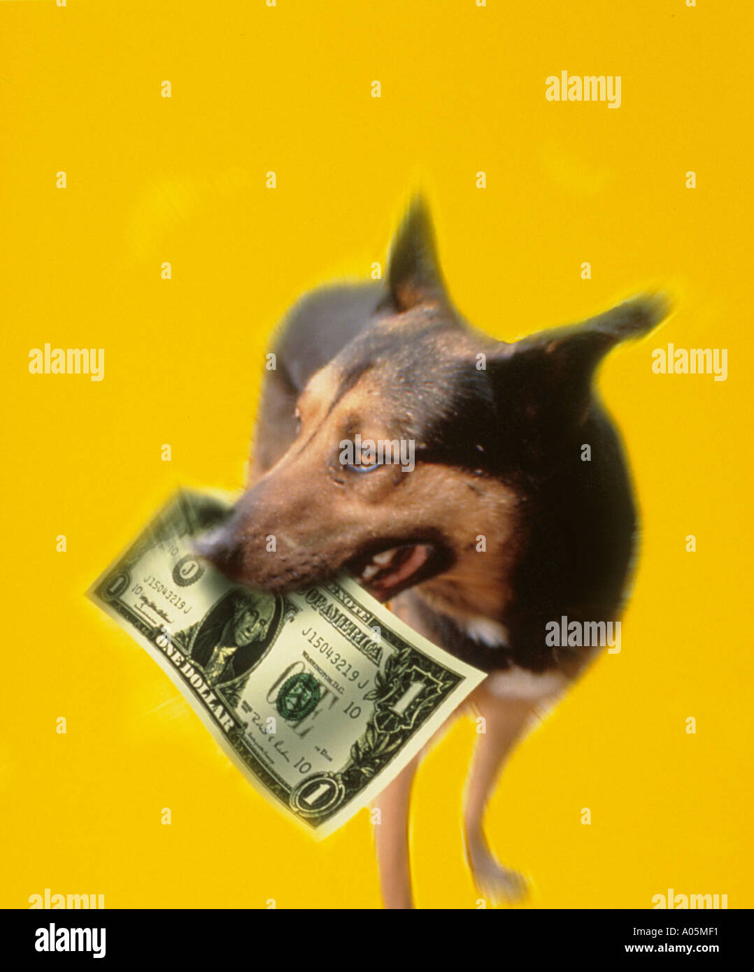 A dog of shepherd mix breed holding a dollar bill in its mouth in front of a yellow background Stock Photo