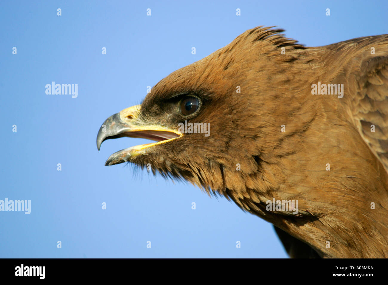 Wahlbergs Eagle, South Africa Stock Photo