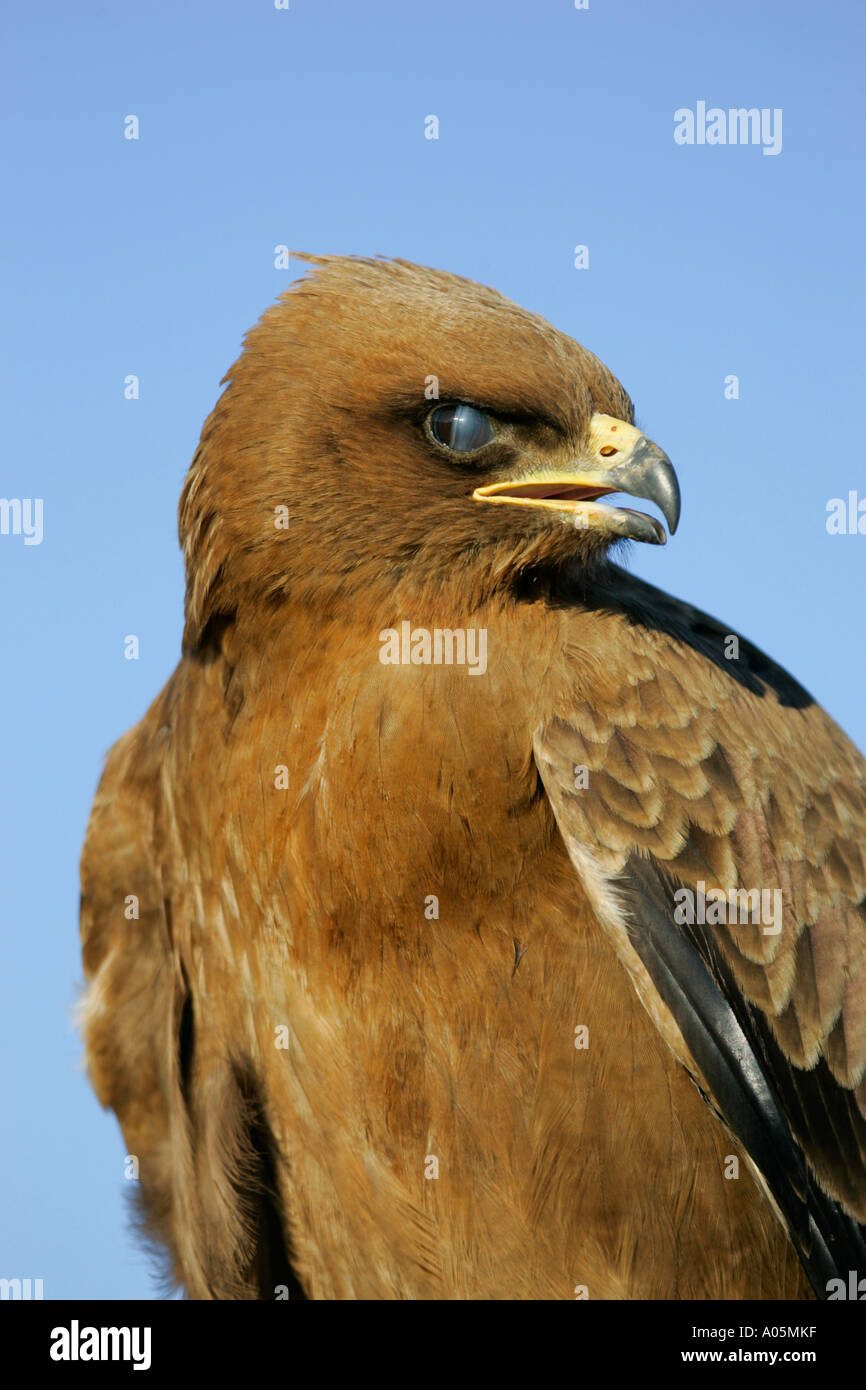 Wahlbergs Eagle, South Africa Stock Photo
