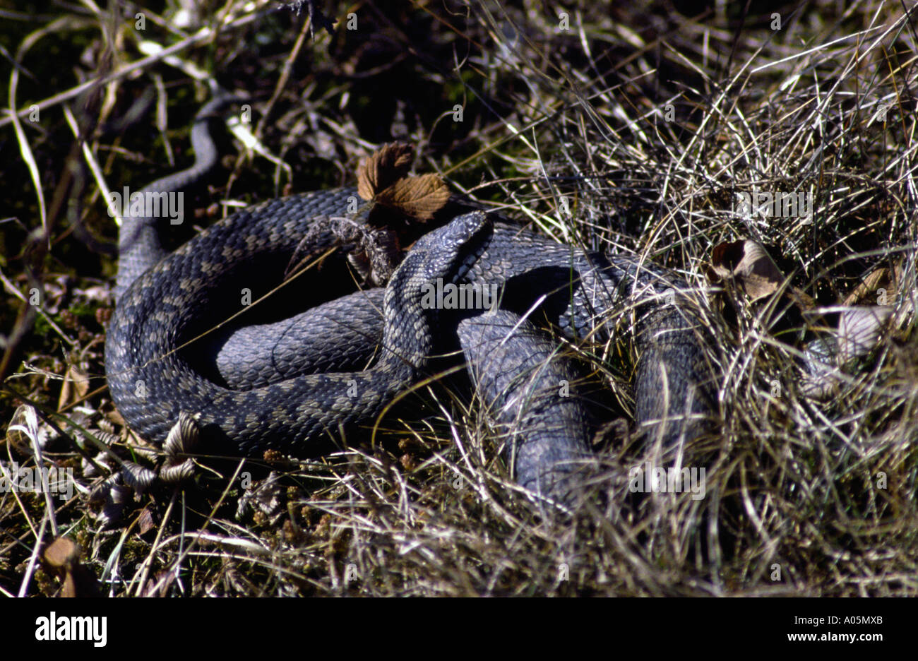 Snake hazard hi-res stock photography and images - Alamy