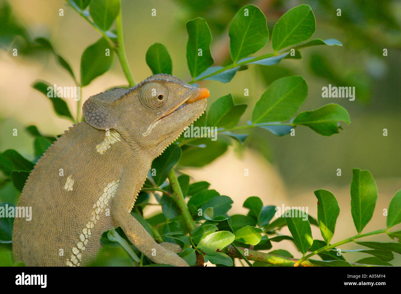 Flap necked cameleon. Chamaeleo dilepis. South Africa, Kruger National Park Stock Photo