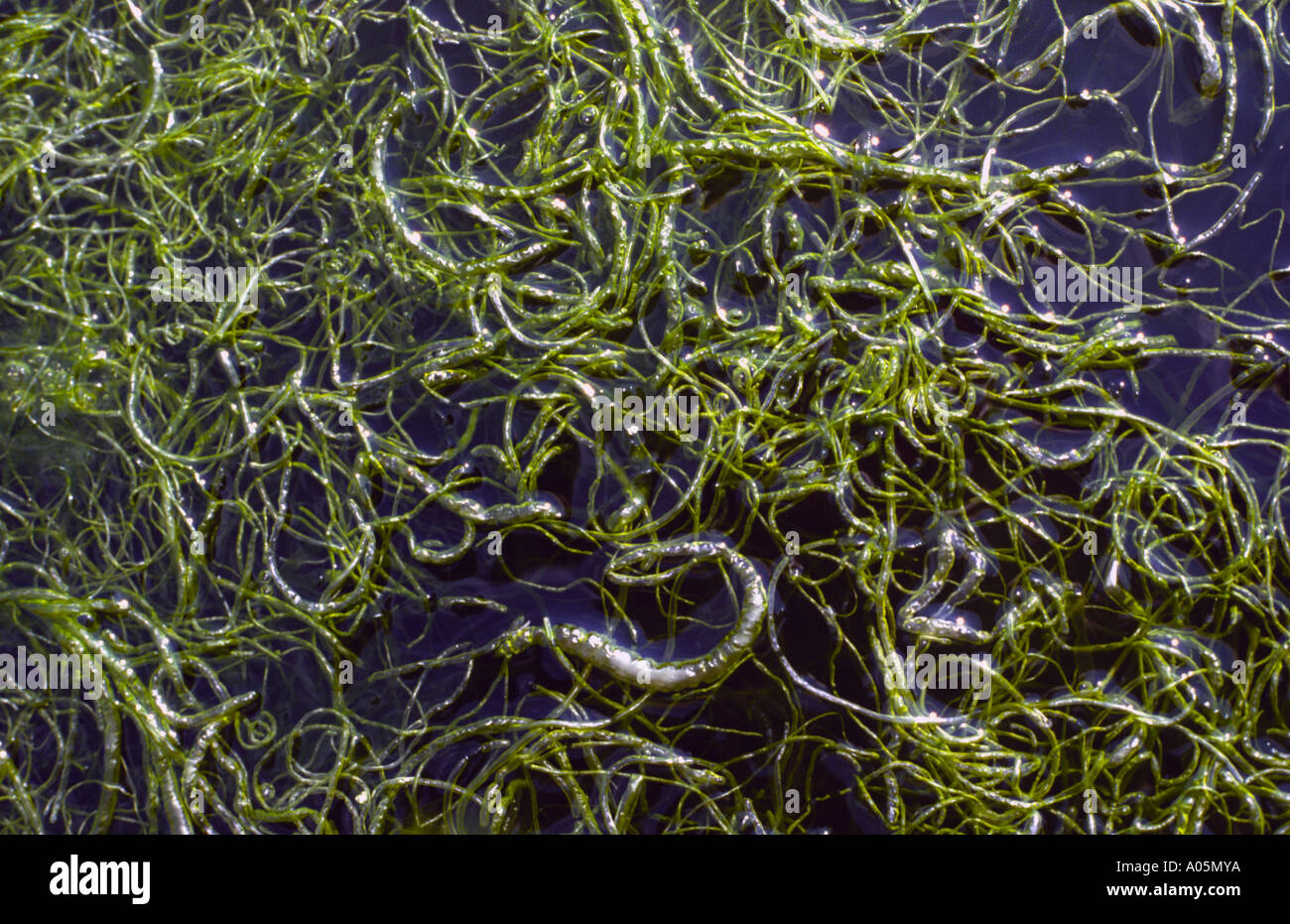 Sea algae, Enteromorpha Intestinalis. Sweden. Stock Photo