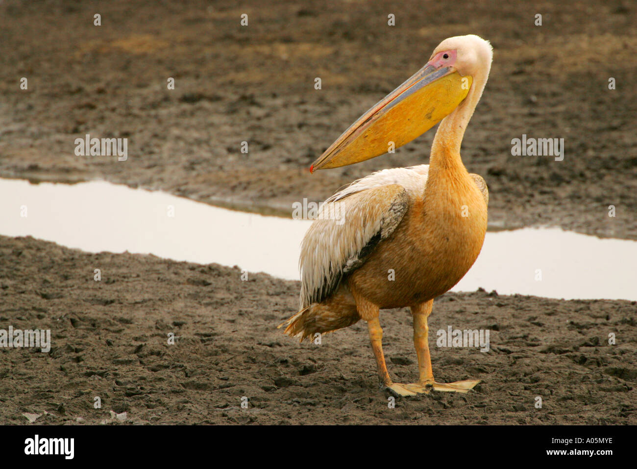 Great White Pelican. Pelecanus onocrotalus, South Africa. Kruger