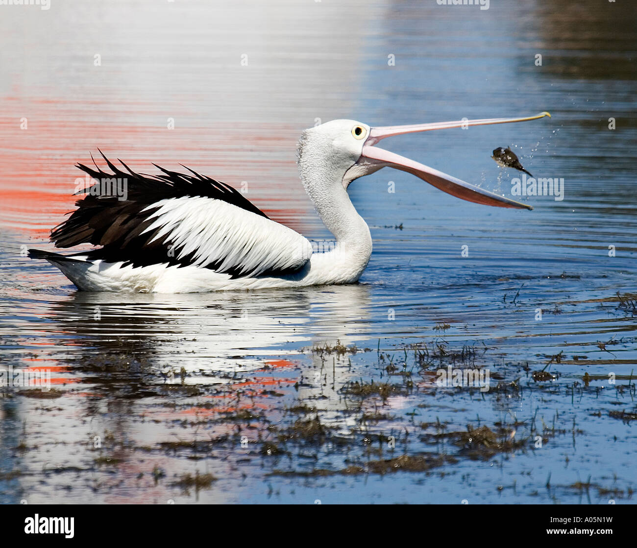 Pelican Catching Fish Stock Photo 9888612 Alamy