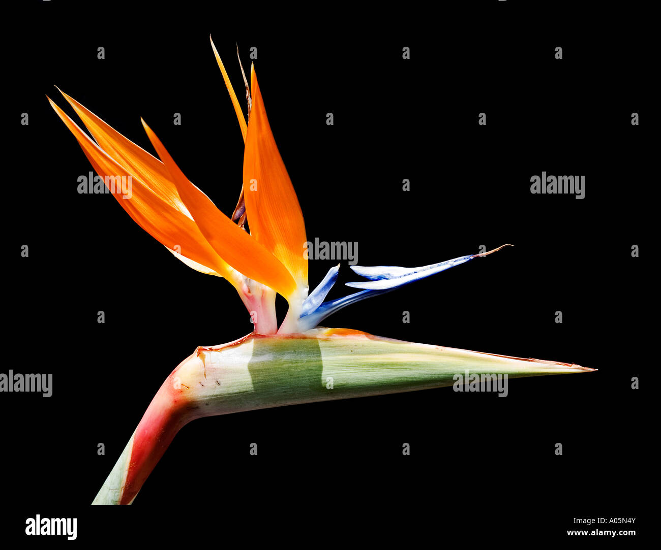bird of paradise flower Stock Photo Alamy