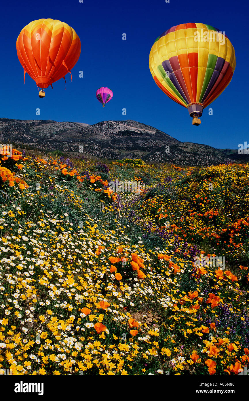 Hot air balloons soaring above field of wild flowers Stock Photo - Alamy