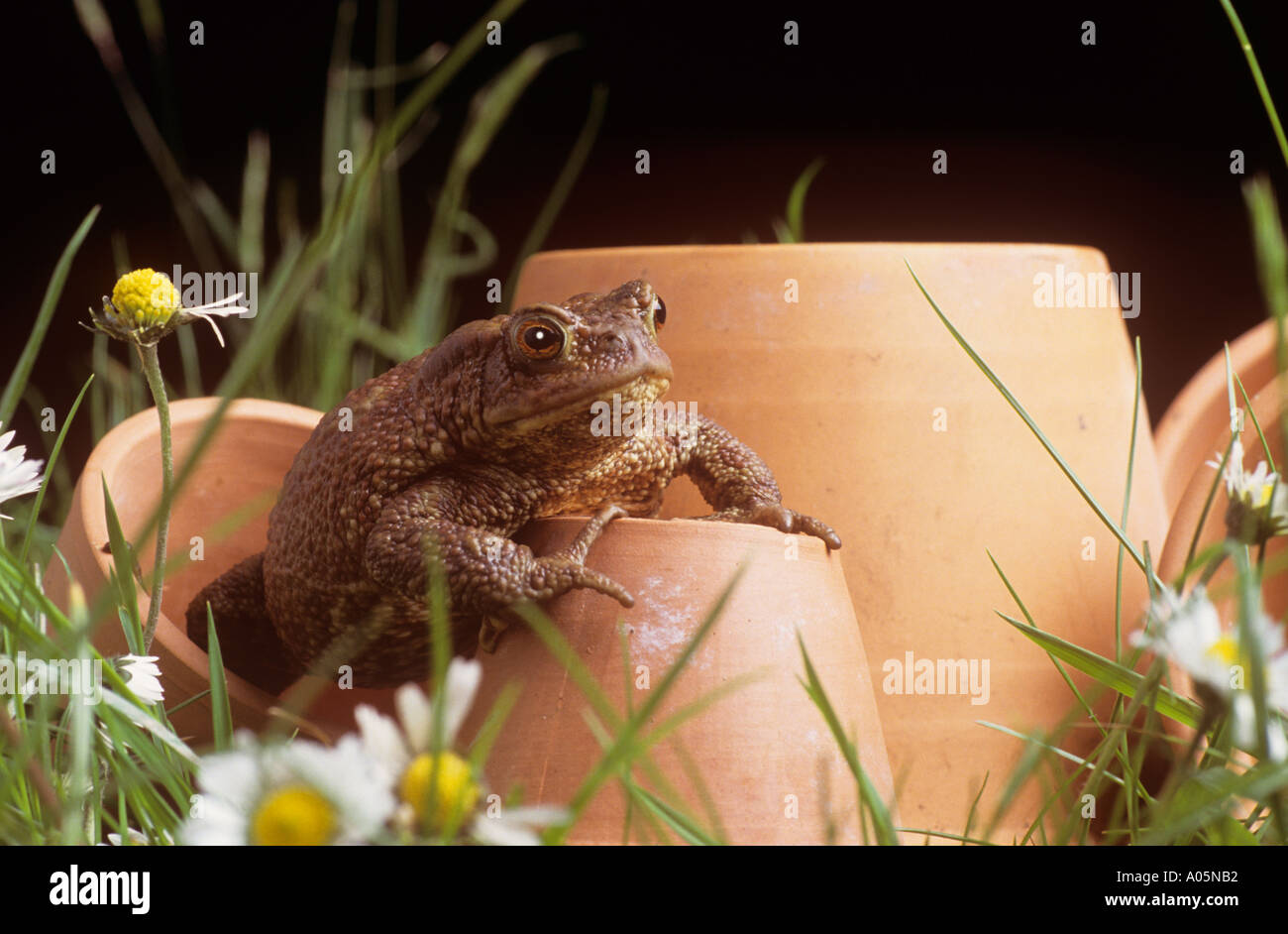 Flower pot toad hi-res stock photography and images - Alamy