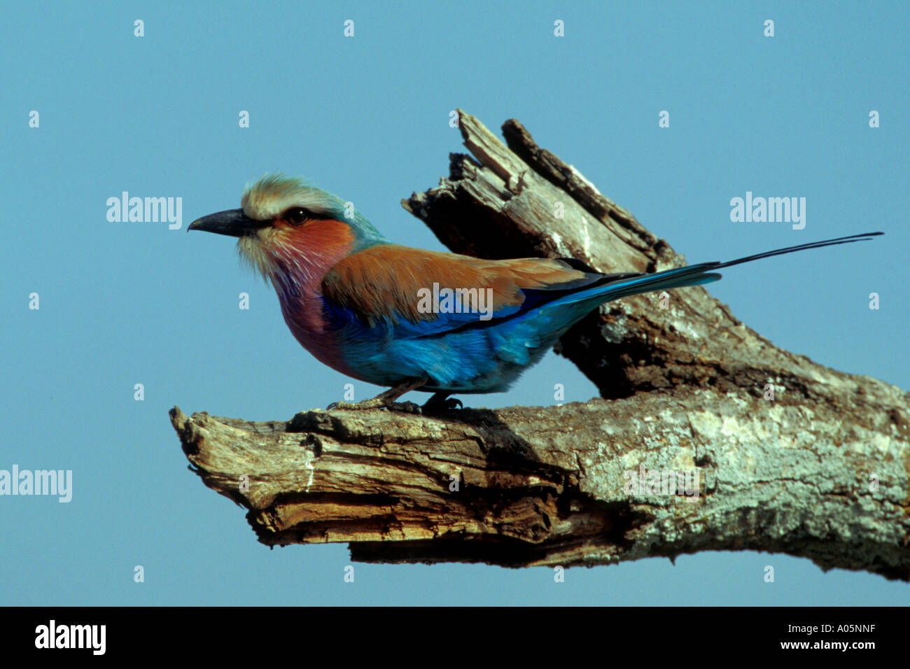 Lilac Breasted Roller perched on dead tree, South Africa Stock Photo