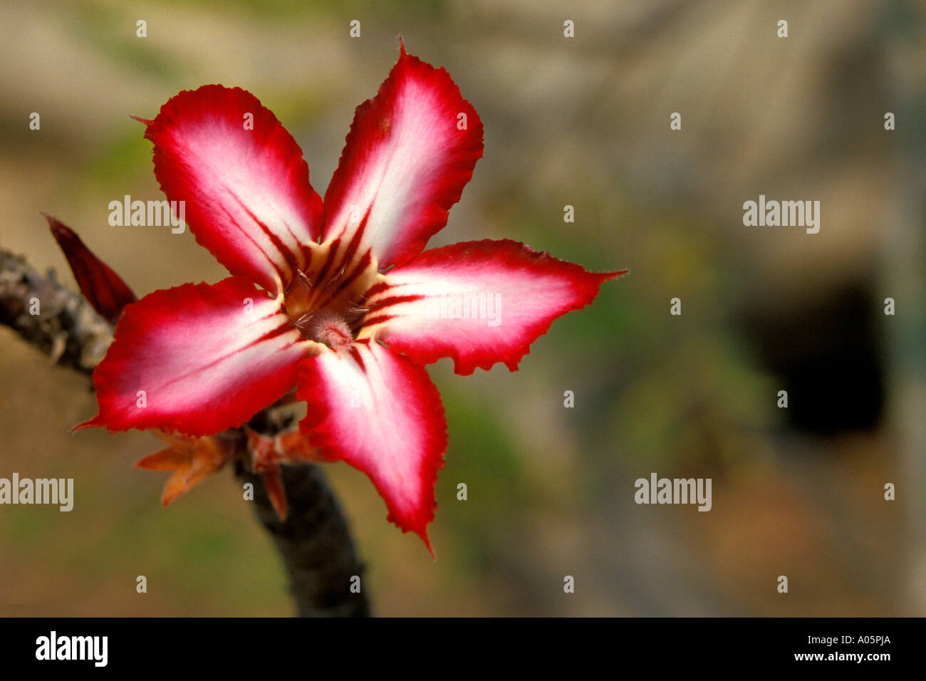Impala Lily Flower, South Africa Stock Photo Alamy