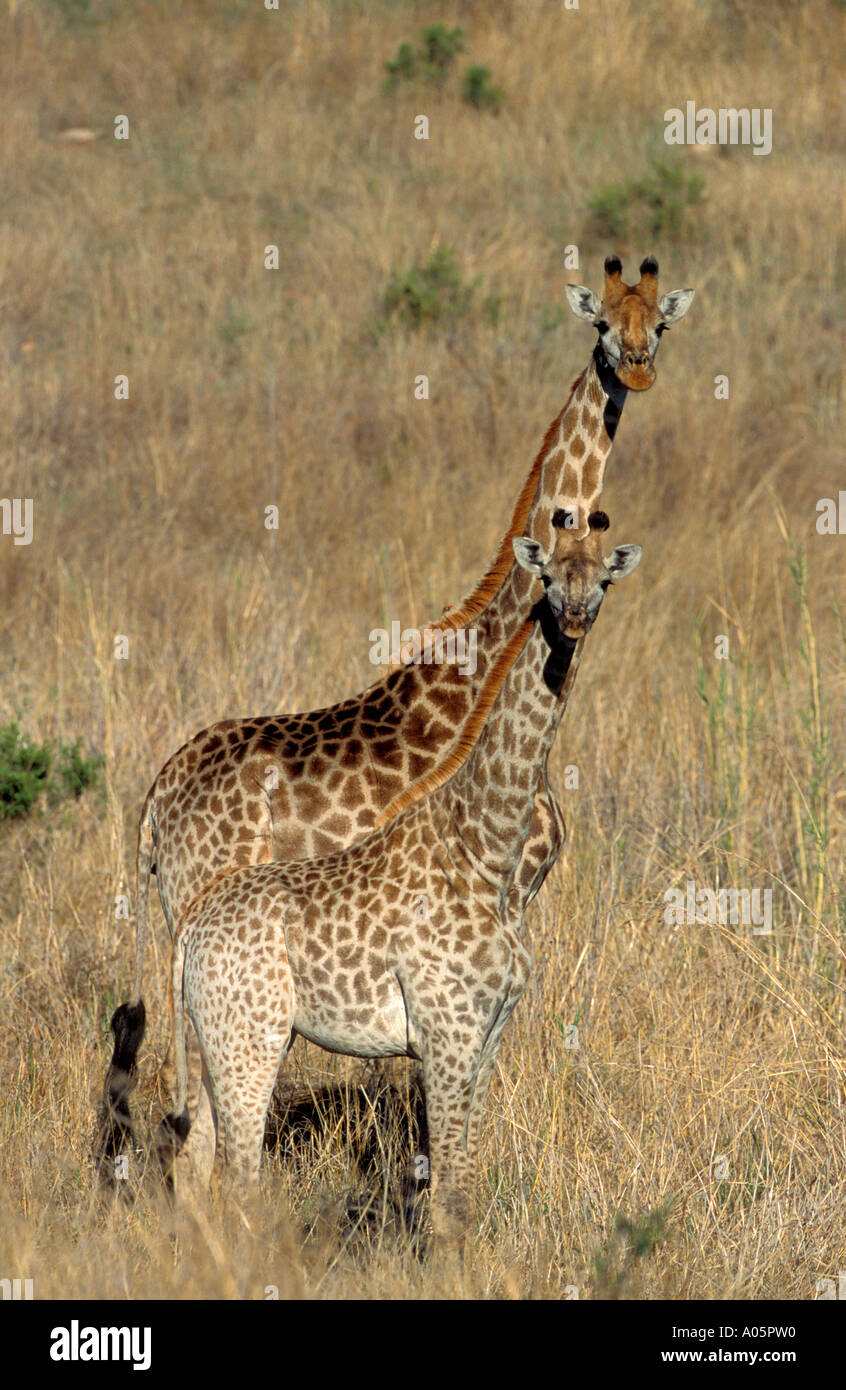 Giraffe south africa hi-res stock photography and images - Alamy
