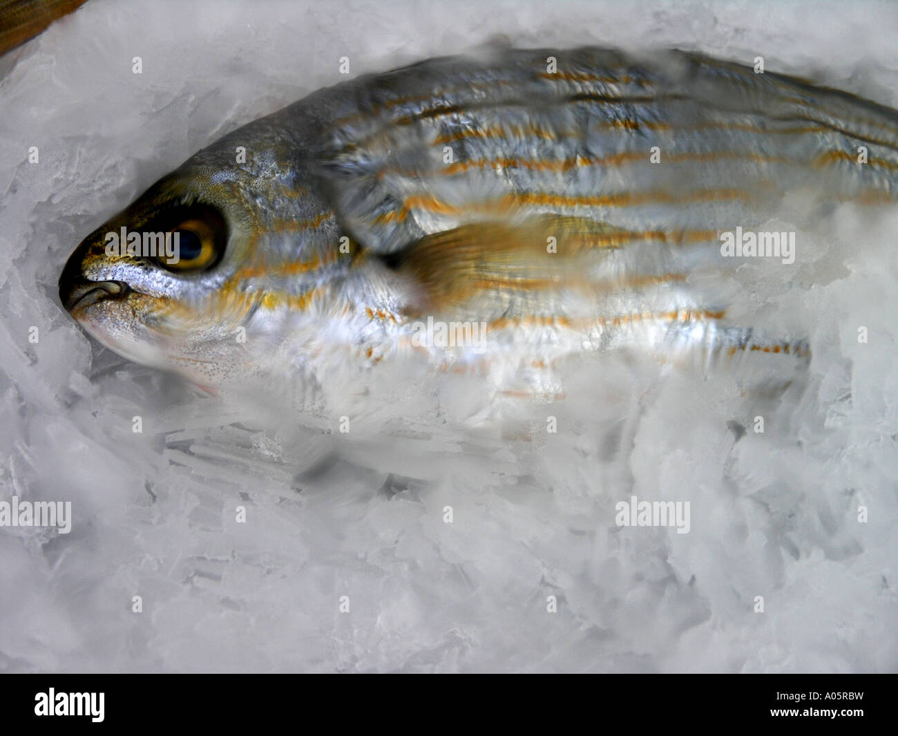 Fish preserved frozen in hi-res stock photography and images - Alamy