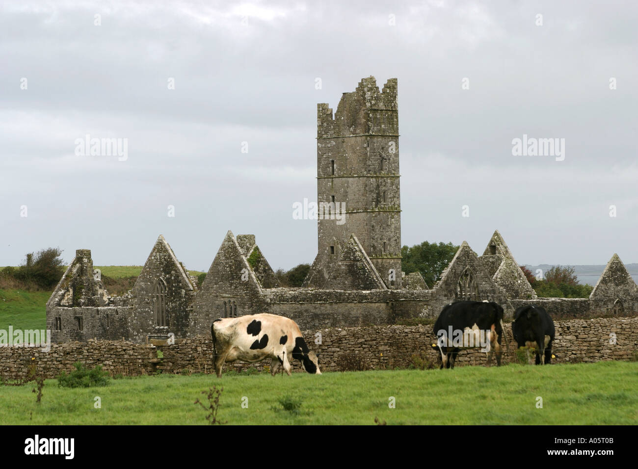 Ireland County Mayo Killala Moyne Abbey ruins Stock Photo 3228682 Alamy