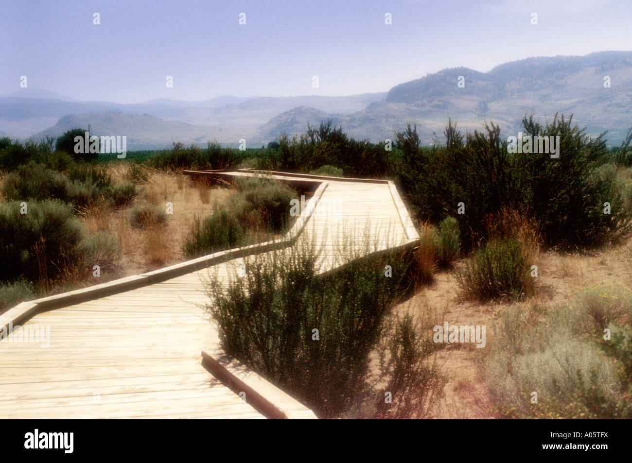 A Walk in the Osoyoos Desert Centre, British Columbia, Sonoran desert, Canada Stock Photo