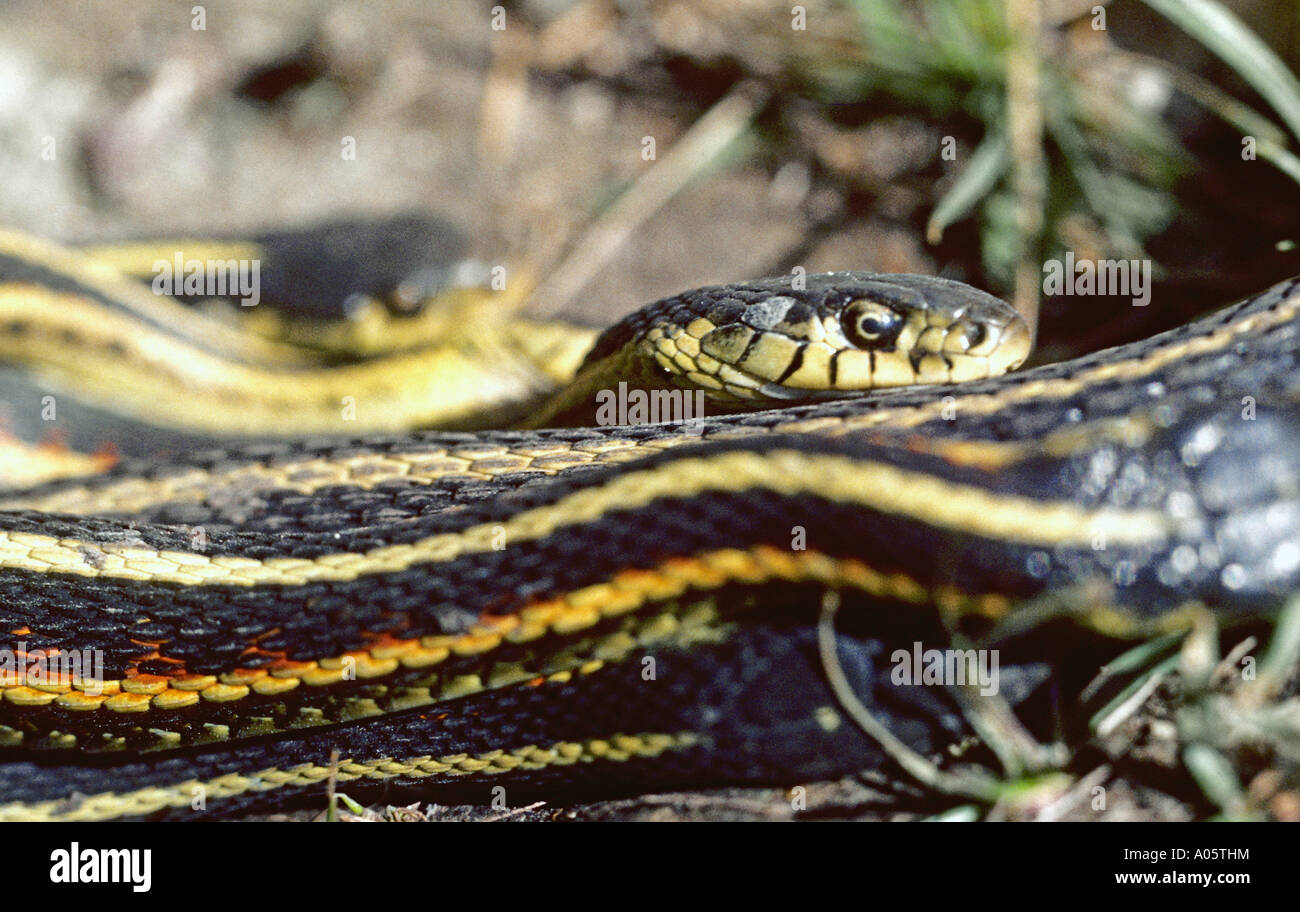 Red sided Garter Snake Thamnophis sirtalis close up in winter dens in central Manitoba Stock Photo