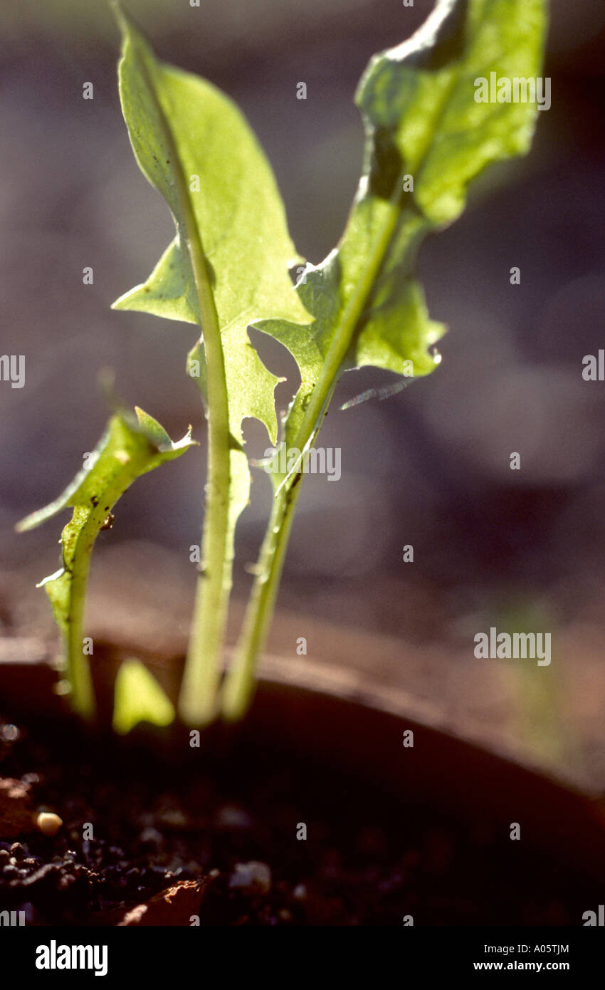 dandelion weeds growing in your garden Stock Photo