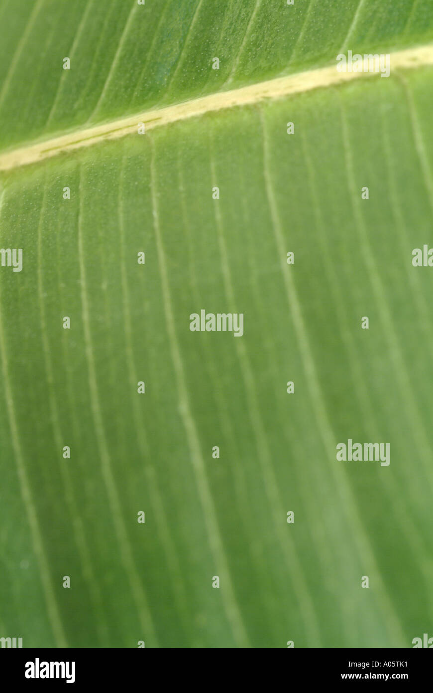 Close up of a leaf hi-res stock photography and images - Alamy