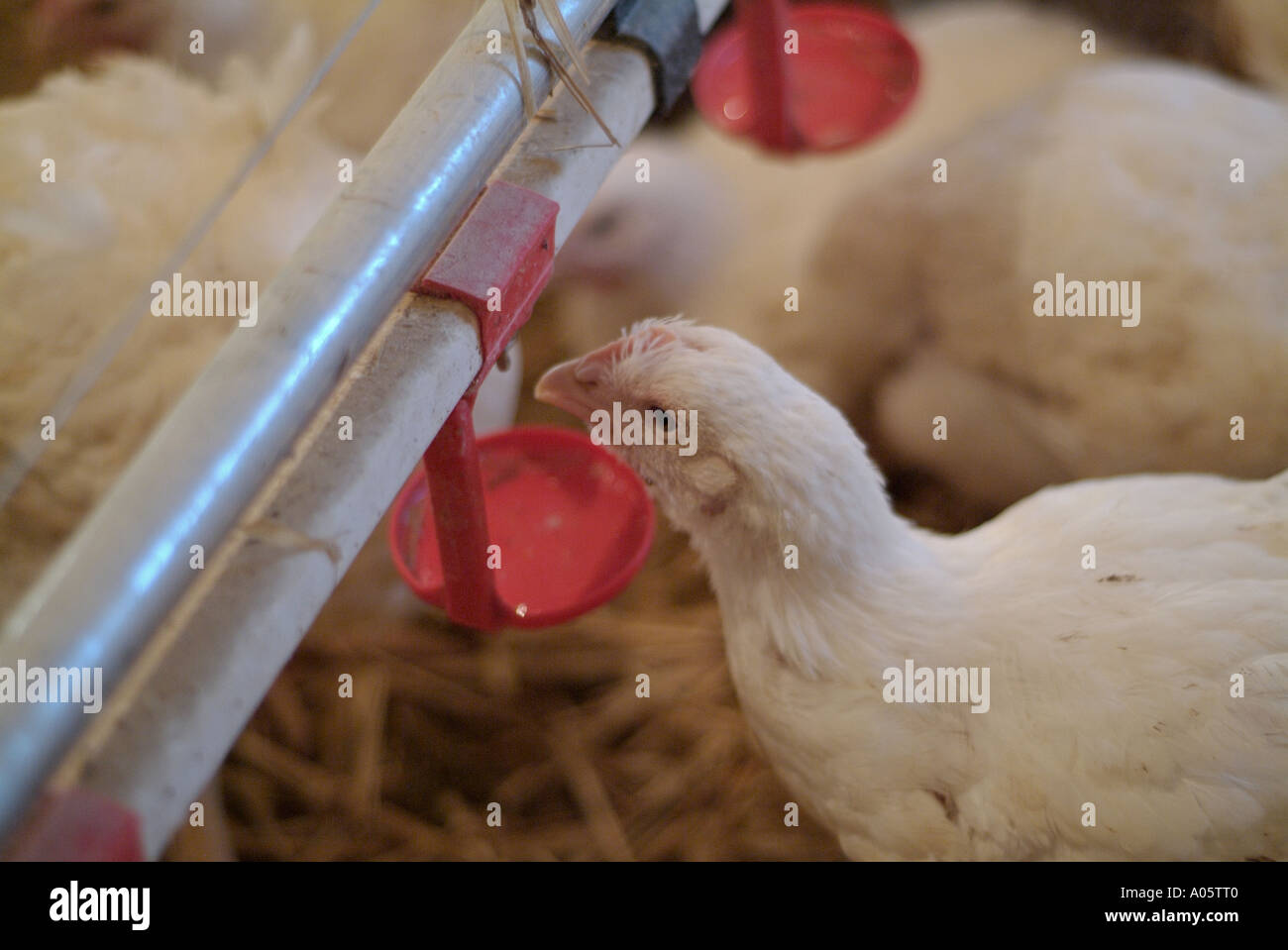 American Cobb Chicken on a Commercial Poultry Farm Stock Photo