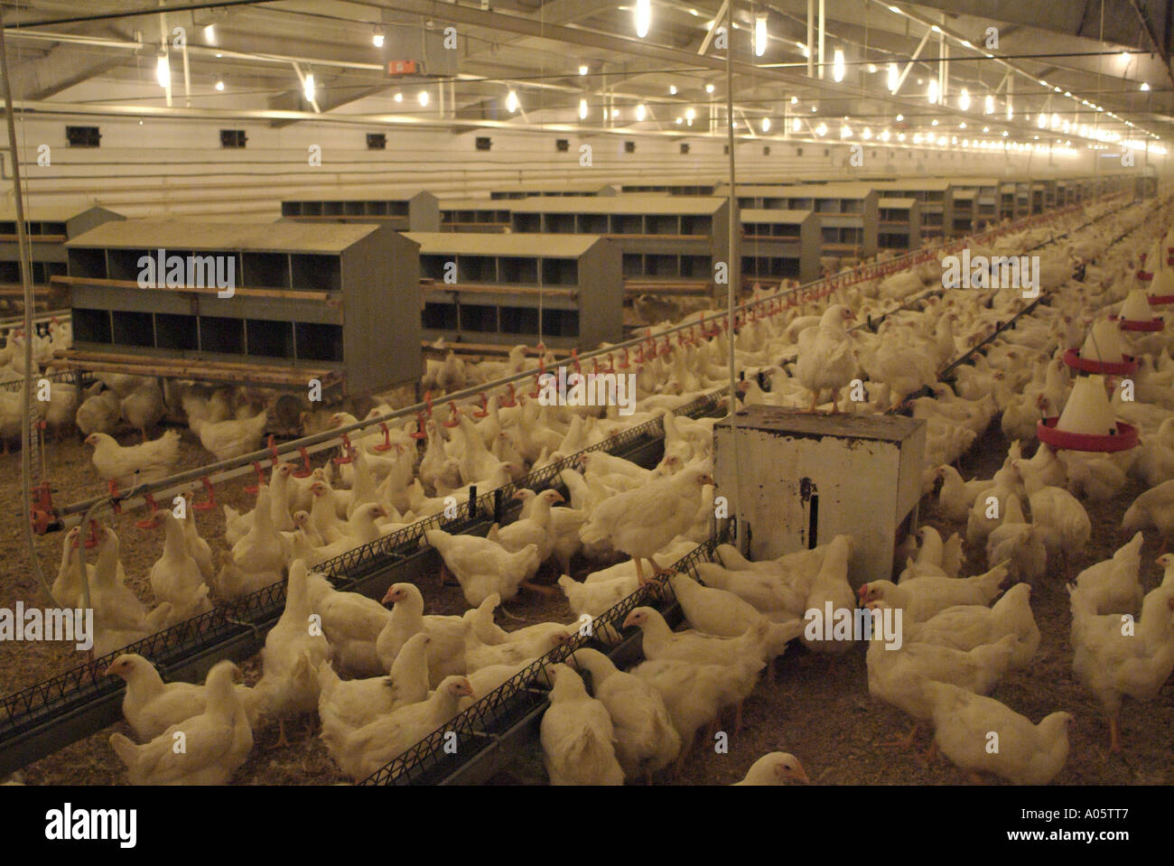 Breeder Broilers in a Broiler Barn on a Commercial Poultry Farm Stock