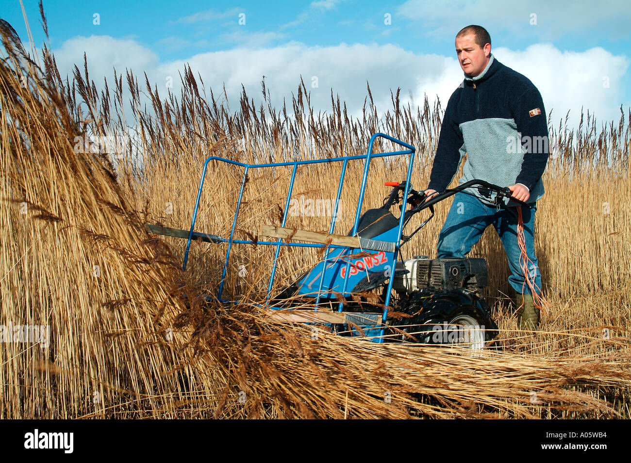 Reed cutting norfolk broads hires stock photography and images Alamy