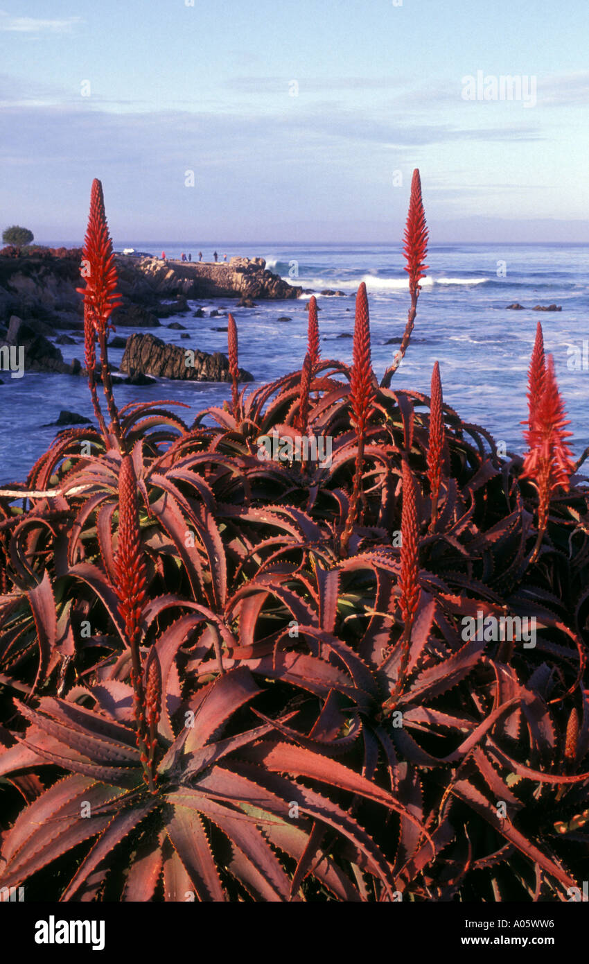 A blooming aloe plant on the Pacific coast at Pacific Grove California  United States of America North America Stock Photo - Alamy