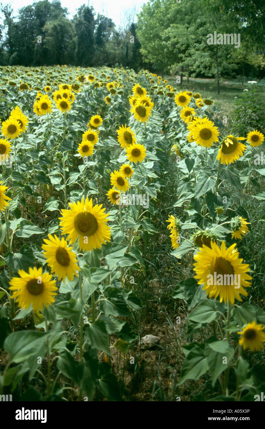 Field of yellow sunflowers in France Stock Photo - Alamy