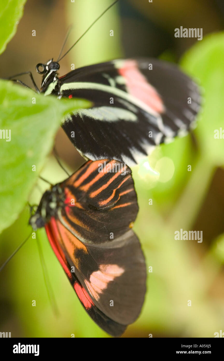 tropical butterflys mating in the butterfly house, Williamson Park