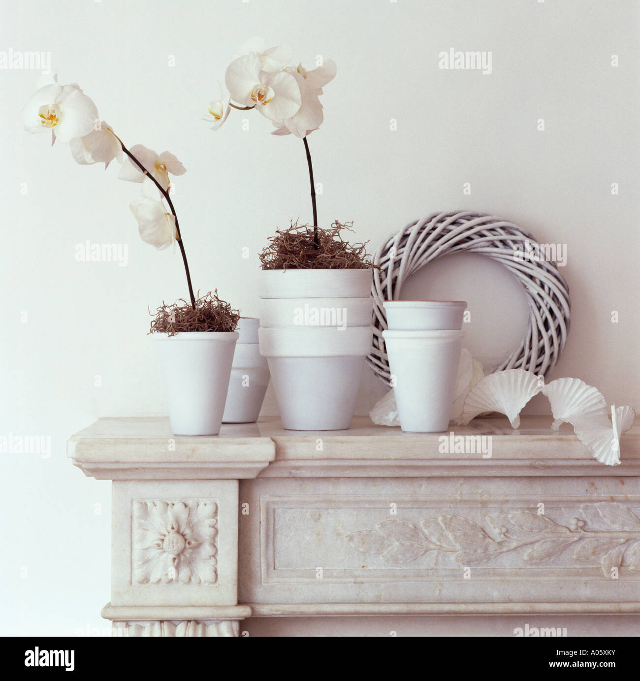 White orchids hires stock photography and images Alamy