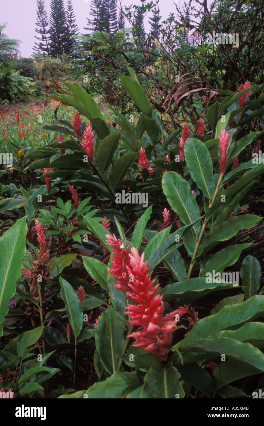 Pink ginger grows on Maui Hawaii United States of America Stock Photo