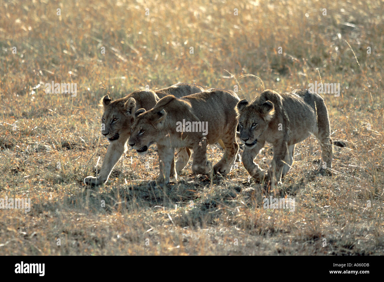 Pack Of Lions Hunting